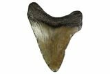 Juvenile Megalodon Tooth - Georgia #158785-1